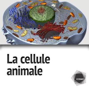 La cellule animale
