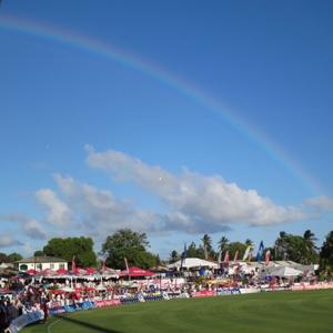 The Willow in the WIndies