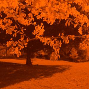 Le Sacerdoce - par le Père Marie Dominique Molinié op