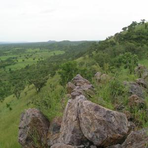 Extinctions in Near Time: Biodiversity Loss Since the Pleistocene