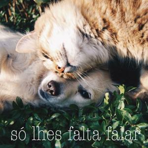 só lhes falta falar