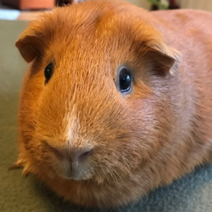 Guinea Pig Wheekly