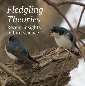 Fledgling Theories