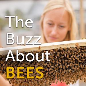 The Buzz About Bees