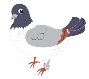 Pigeon Post