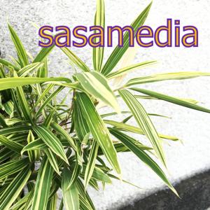 笹ちゃんラジオ－sasamedia