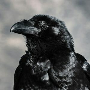 Your Irish Connection with Lora O'Brien