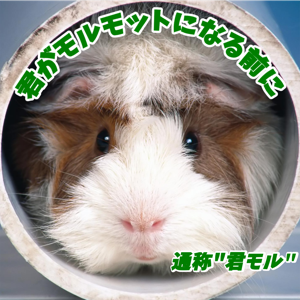 キミモル〜雑談に乾杯〜