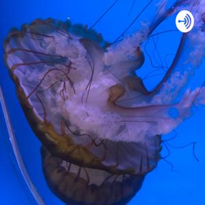 Wasting mind podcast