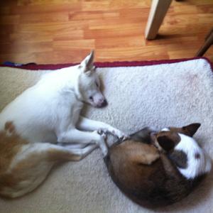 Dee Dee says Podcast