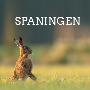Spaningen