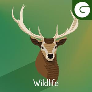 Wildlife by Green.TV