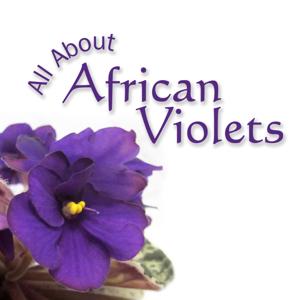 All About African Violets