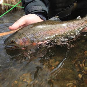 flyfishing closeup