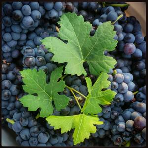 The Make America Grape Again Podcast