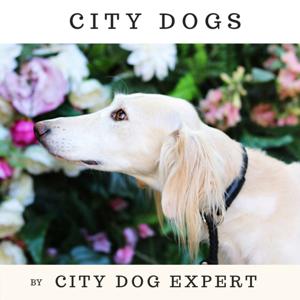 CITY DOGS