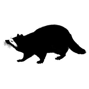 The Drunk Raccoon Podcast