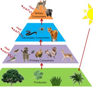 Energy pyramid