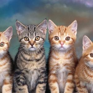 Gattini :cat: "'