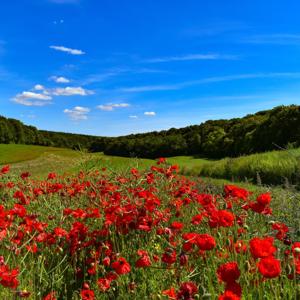 Hidden Wiltshire