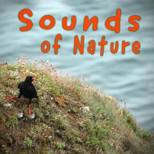 Sounds of Nature