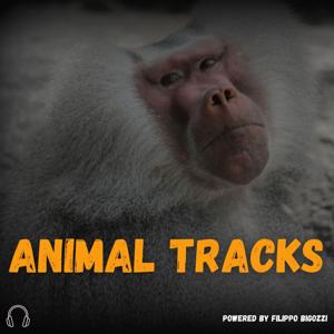 Animal Tracks