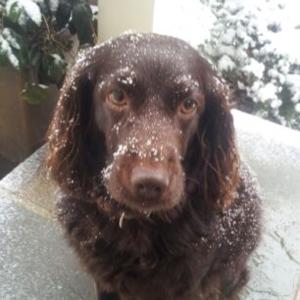 Boykin Spaniels in the Snow