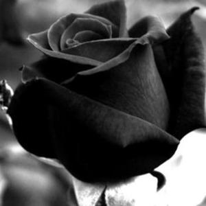 ROSAS NEGRAS