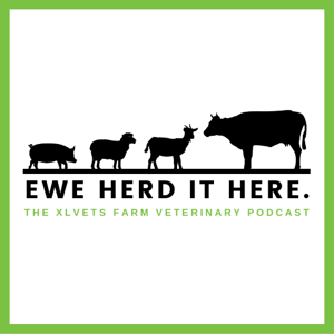 Ewe Herd It Here