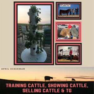 Training cattle, Selling cattle, Showing Cattle & TG