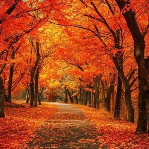 Violets podcasting adventures