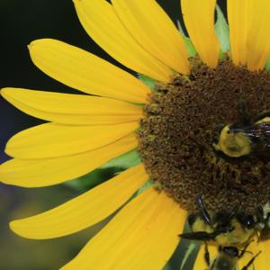 USU Extension Gardening podcasts by Taun Beddes