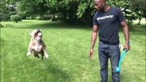 Majors Academy Dog Training and Rehabilitation