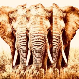 The Elephants Walk
