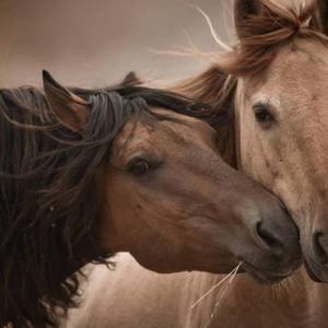 The Language of Horses Podcast