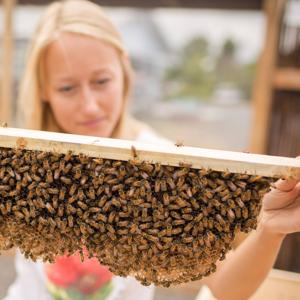 Beekeeping Made Simple