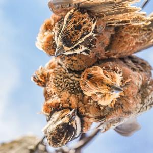 Bird Hunter's Garage: Springfield Plateau Chapter of Quail Forever