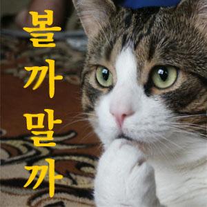 볼까말까