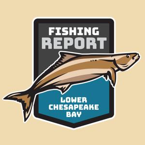 Lower Chesapeake Bay Fishing Report