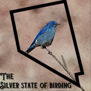 The Silver State of Birding