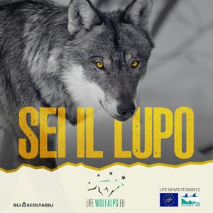 SEI IL LUPO