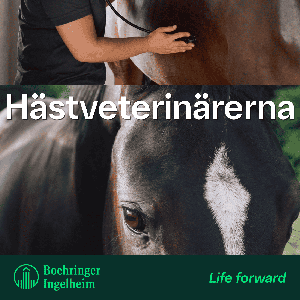 Hästveterinärerna