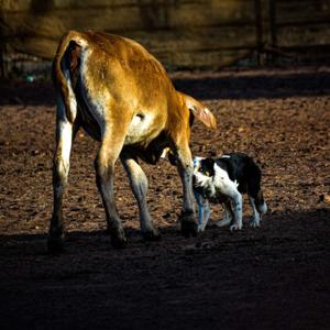 Stockdog handlers 3 minds connected 's Podcast