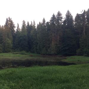 APES Case Study 68 - A Wood Crisis
