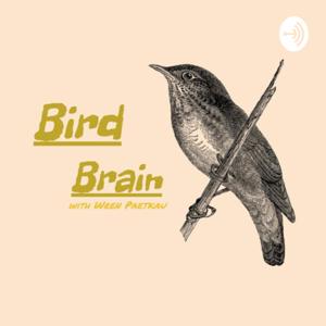 Bird Brain