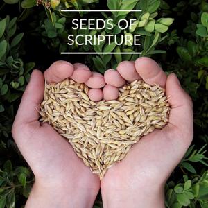 Seeds of Scripture - Daily Bible Reading Program by Adam Markley