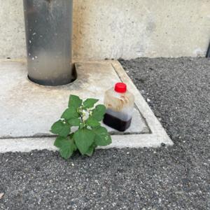ふわふわのおしゃべり
