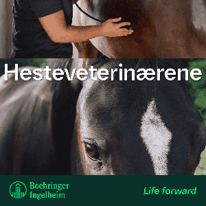 Hesteveterinærene