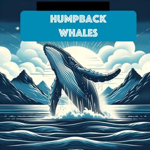 Humpback Whale by Quiet. Please