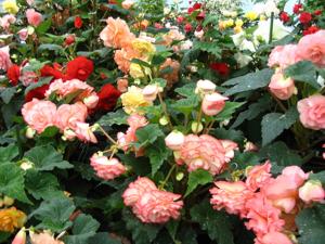 Step into magic - itunes podcasts